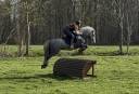 Gelding Connemara For loan 2022 Grey