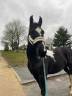 Gelding Barock Pinto For sale 2018 Coloured