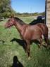 Filly French Saddle Pony For sale 2026 Liver chestnut