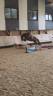 Gelding French Saddle Pony For sale 2023 Bay