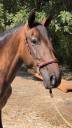 Mare PRE Pure Spanish Bred For sale 2021 Bay