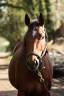 Broodmare Thoroughbred For sale 2022 Bay