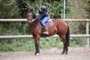 Mare Thoroughbred For sale 2020 Bay