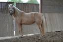 Mare AES Anglo European Studbook For sale 2021 Palomino
