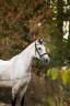 Gelding Selle Fran&ccedil;ais For sale 2018 Grey