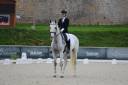 Gelding Lusitano For sale 2014 Grey