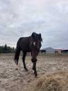 Gelding French Trotter For sale 2022 Dark Bay