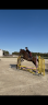 Gelding Thoroughbred For sale 2021 Bay