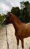 Mare French Saddle Pony For sale 2023 Chesnut