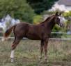 Colt Selle Fran&ccedil;ais For sale 2026 Liver chestnut