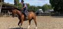 Gelding Selle Fran&ccedil;ais For sale 2019 Bay
