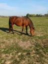 Mare French Saddle Pony For sale 2008 Bay