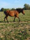 Mare New Forest For sale 2012 Bay