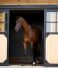 Gelding KWPN Dutch Warmblood For sale 2017 Bay
