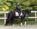 Mare Lusitano For sale 2022 Black