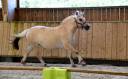 Mare Fjord For sale 2022 Buckskin