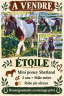 Entire Shetland Pony For sale 2024 Coloured