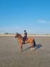 Gelding Selle Fran&ccedil;ais For sale 2022 Bay