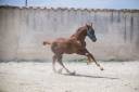 Colt Selle Fran&ccedil;ais For sale 2026 Liver chestnut