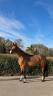 Mare BWP Belgian Warmblood For sale 2020 Bay