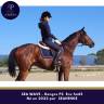 Gelding Thoroughbred For sale 2022 Bay