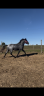 Stallion Connemara For sale 2024 Grey