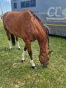 Gelding Selle Fran&ccedil;ais For sale 2016 Bay