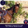 Gelding Thoroughbred For sale 2022 Bay
