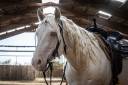 Gelding Quarter For sale 2021 Cremello