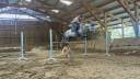 Mare New Forest For sale 2020 Grey