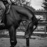 Gelding Paint For sale 2023 Bay