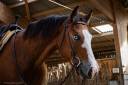 Gelding Quarter For sale 2024 Bay