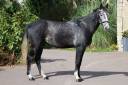 Gelding Selle Fran&ccedil;ais For sale 2021 Grey