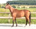 Gelding Selle Fran&ccedil;ais For sale 2022 Bay