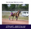 Mare French Trotter For sale 2022 Chesnut