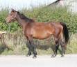 Broodmare Selle Fran&ccedil;ais For sale 2017 Bay