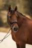 Gelding PRE Pure Spanish Bred For sale 2013 Bay