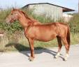 Broodmare Selle Fran&ccedil;ais For sale 2010 Chesnut
