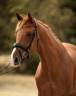 Gelding Oldenburg For sale 2018 Chesnut