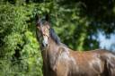 Gelding French Saddle Pony For sale 2023 Grey
