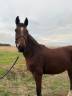 Gelding Origin Recorded For sale 2023 Bay