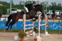 Mare Origin Recorded For sale 2017 Dark Bay