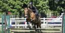 Gelding Origin Recorded For sale 2021 Buckskin