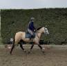 Gelding PRE Pure Spanish Bred For sale 2023 Buckskin