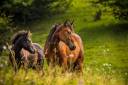 Equestrian property  Bouches-du-Rh&ocirc;ne