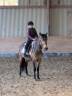Gelding Origin Recorded Part-Livery 2021 Bay