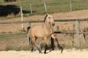 Filly Lusitano For sale 2025 Buckskin