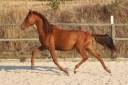 Colt PRE Pure Spanish Bred For sale 2024 Chesnut