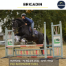 Gelding Thoroughbred For sale 2022 Black