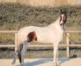 Mare KWPN Dutch Warmblood For sale 2023 Tobiano